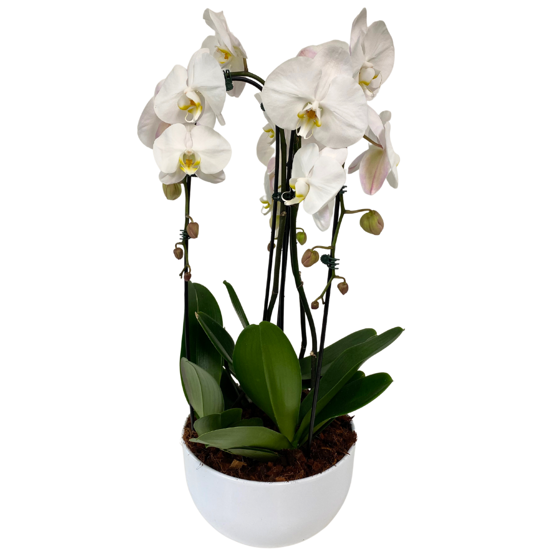 White Sympathy Cascading Orchid Planter