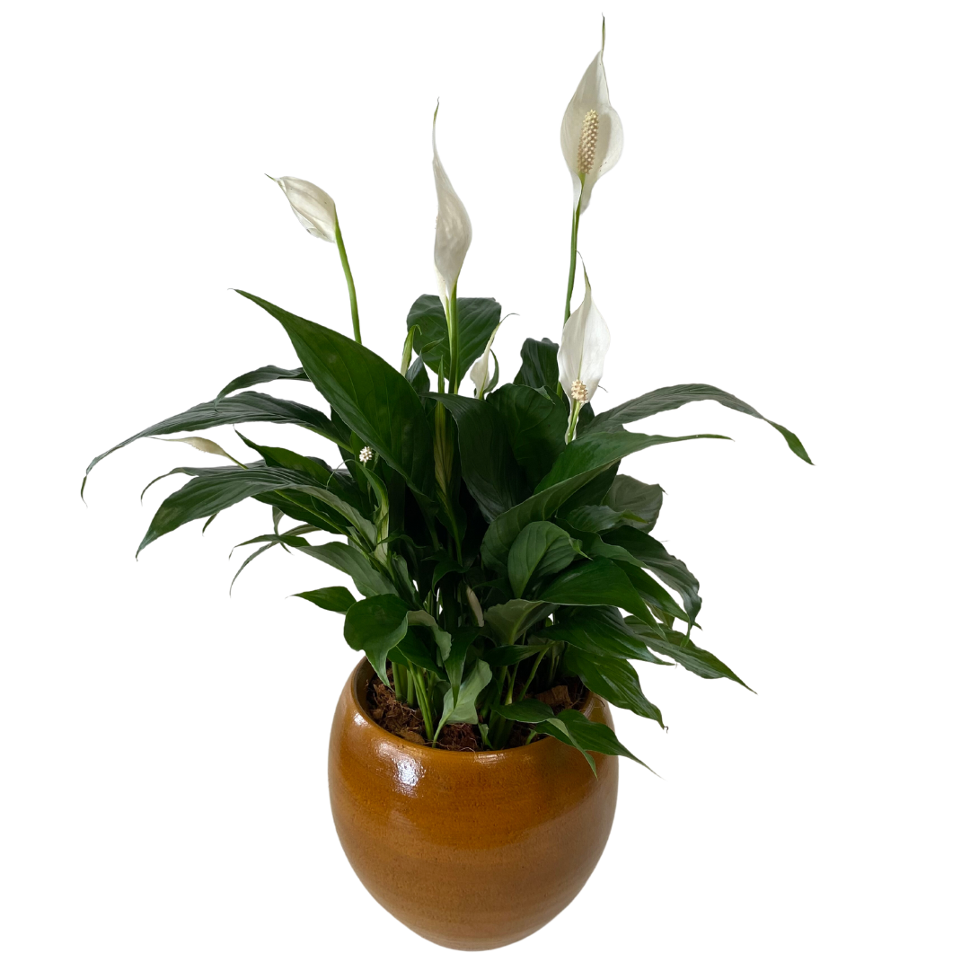 Tuscan Peace Lily