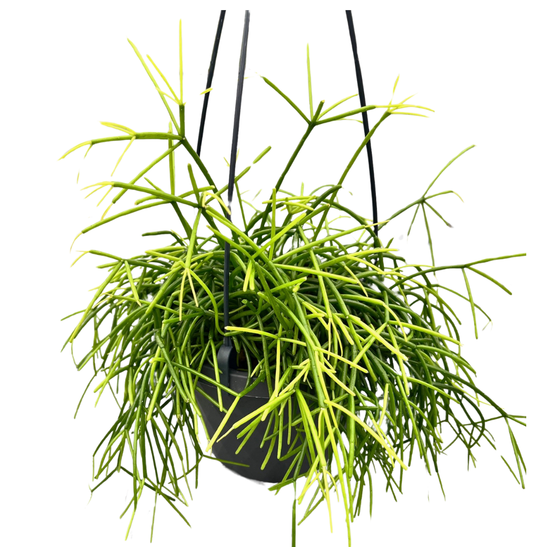 6" Rhipsalis HB