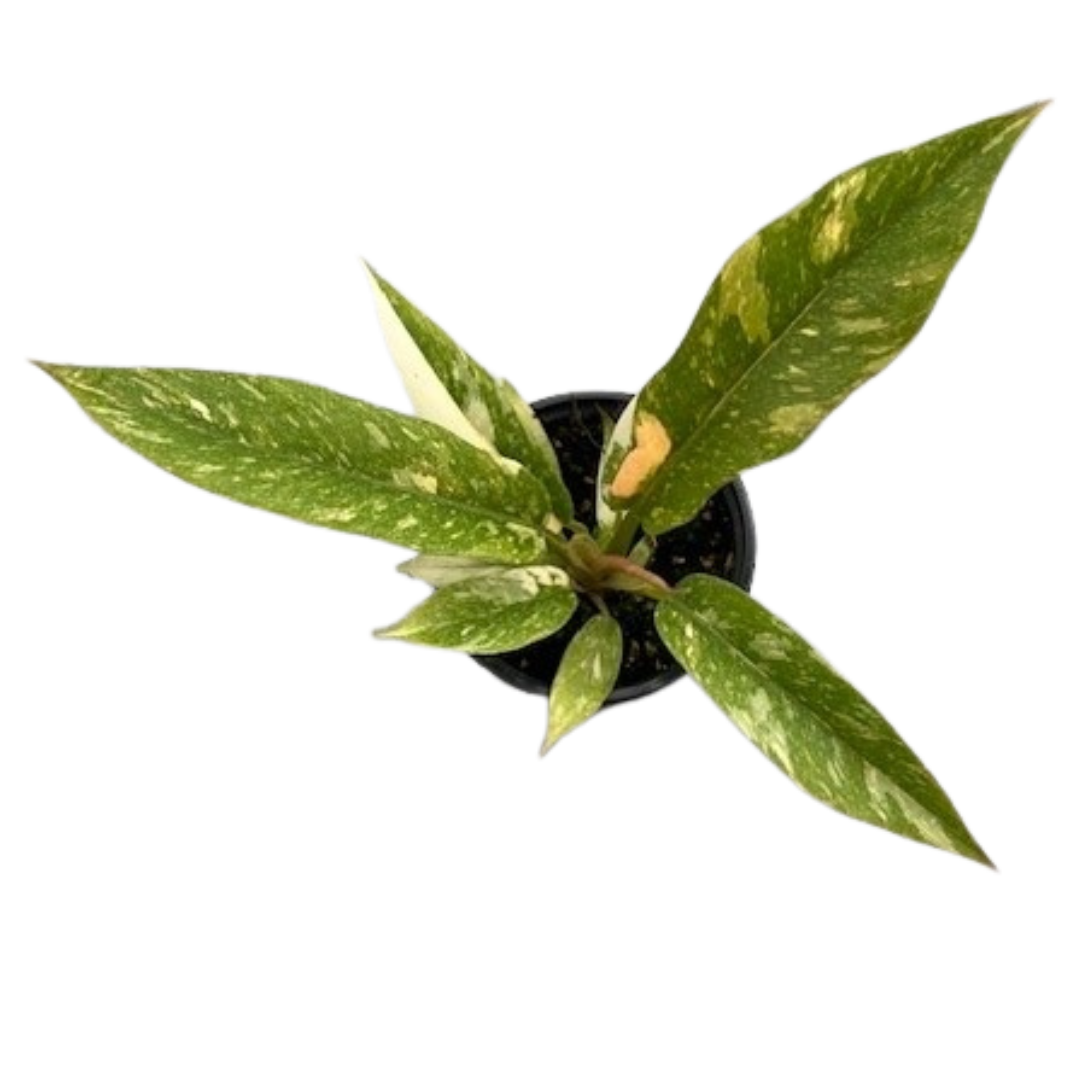 4" Philodendron Ring of Fire