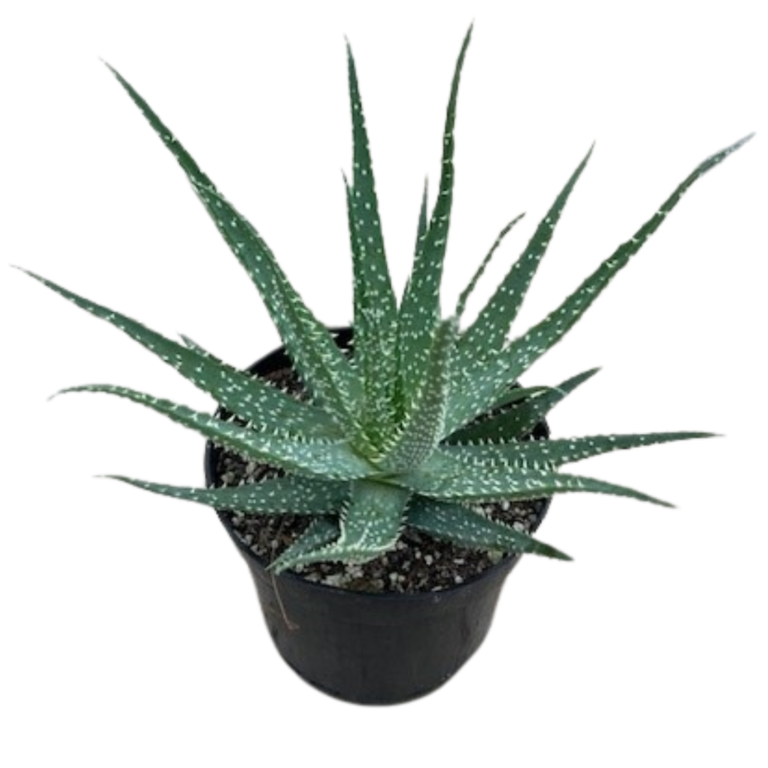 6" aloe Arborescens