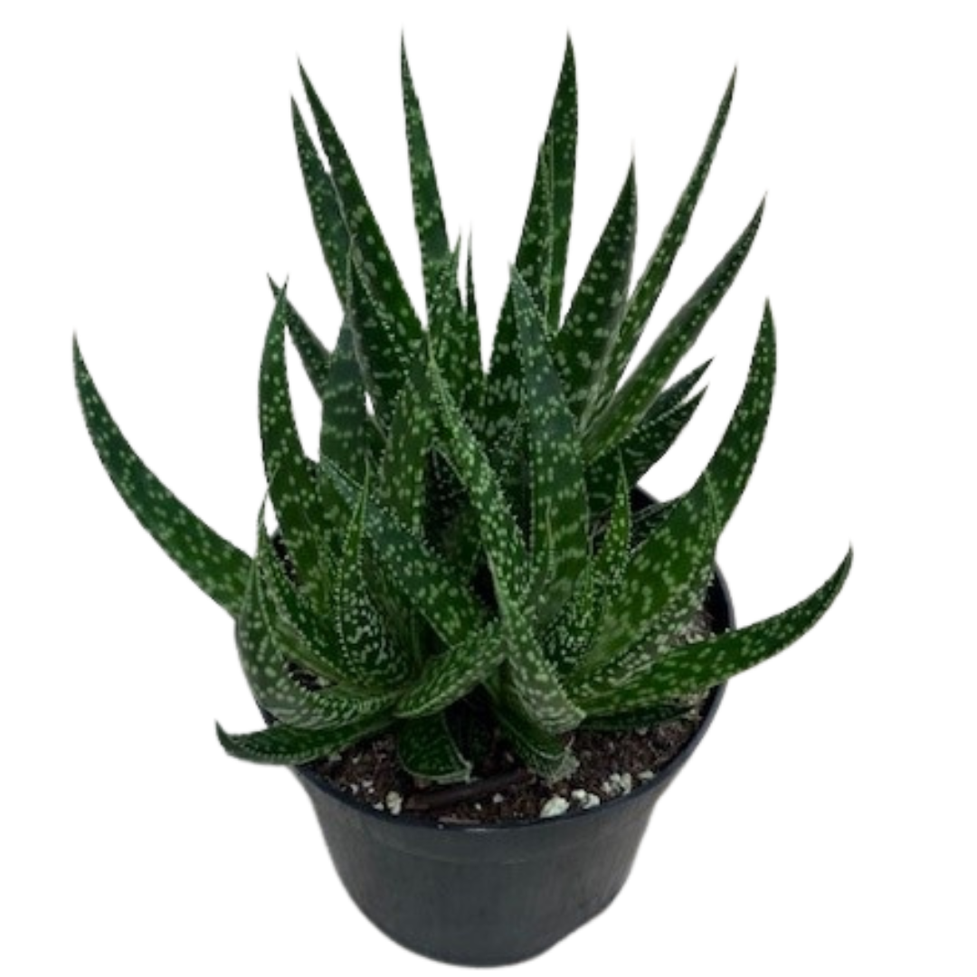 6" Gasteria Zimflora