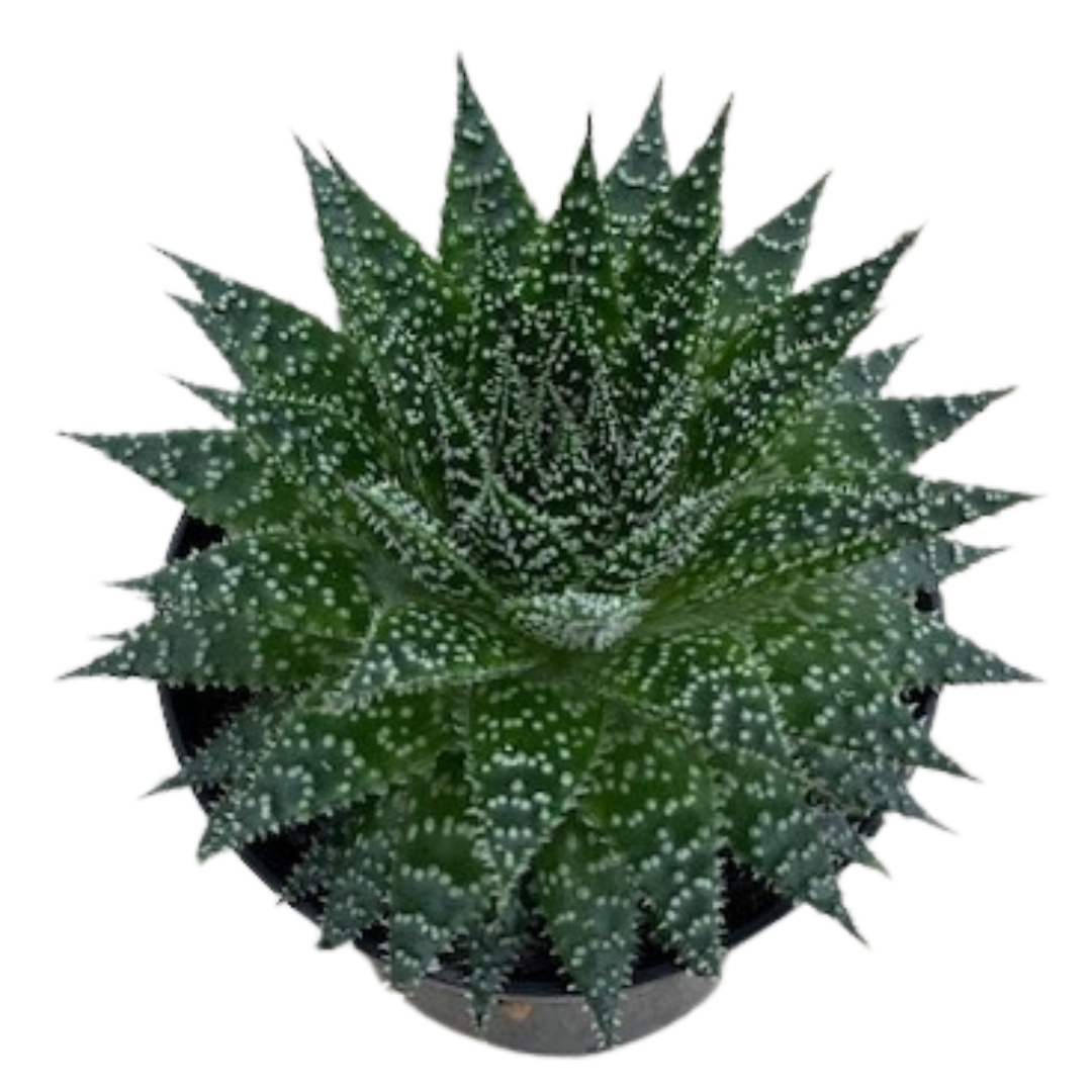 6" Aloe Aristata