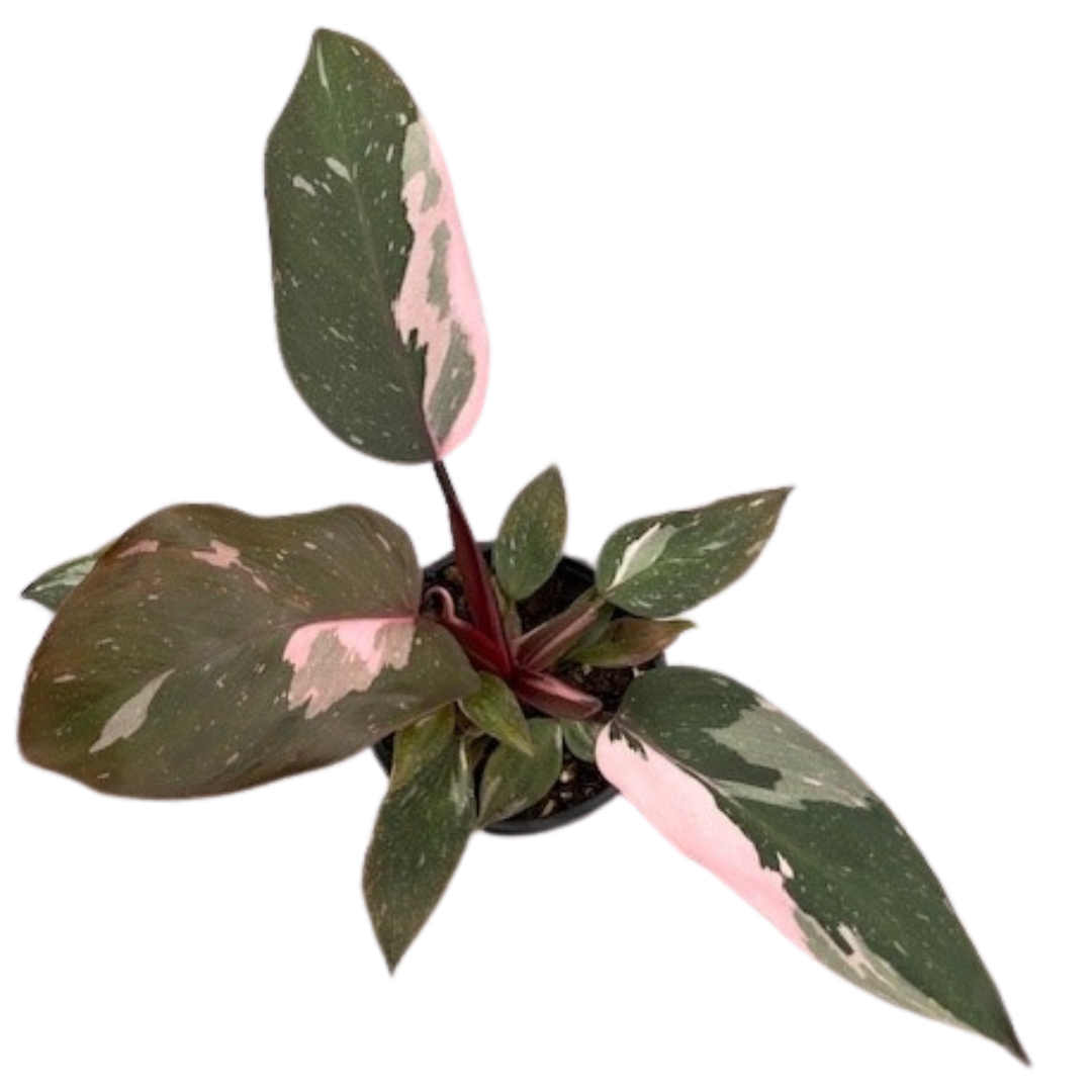 4" Philodendron Pink Princess