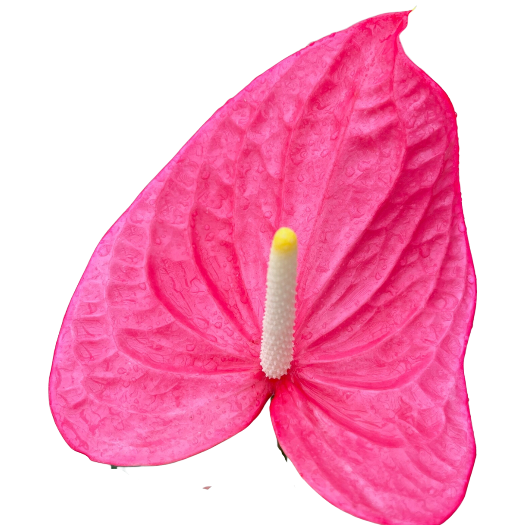 Anthurium Cut Flowers Pink (Pack12)