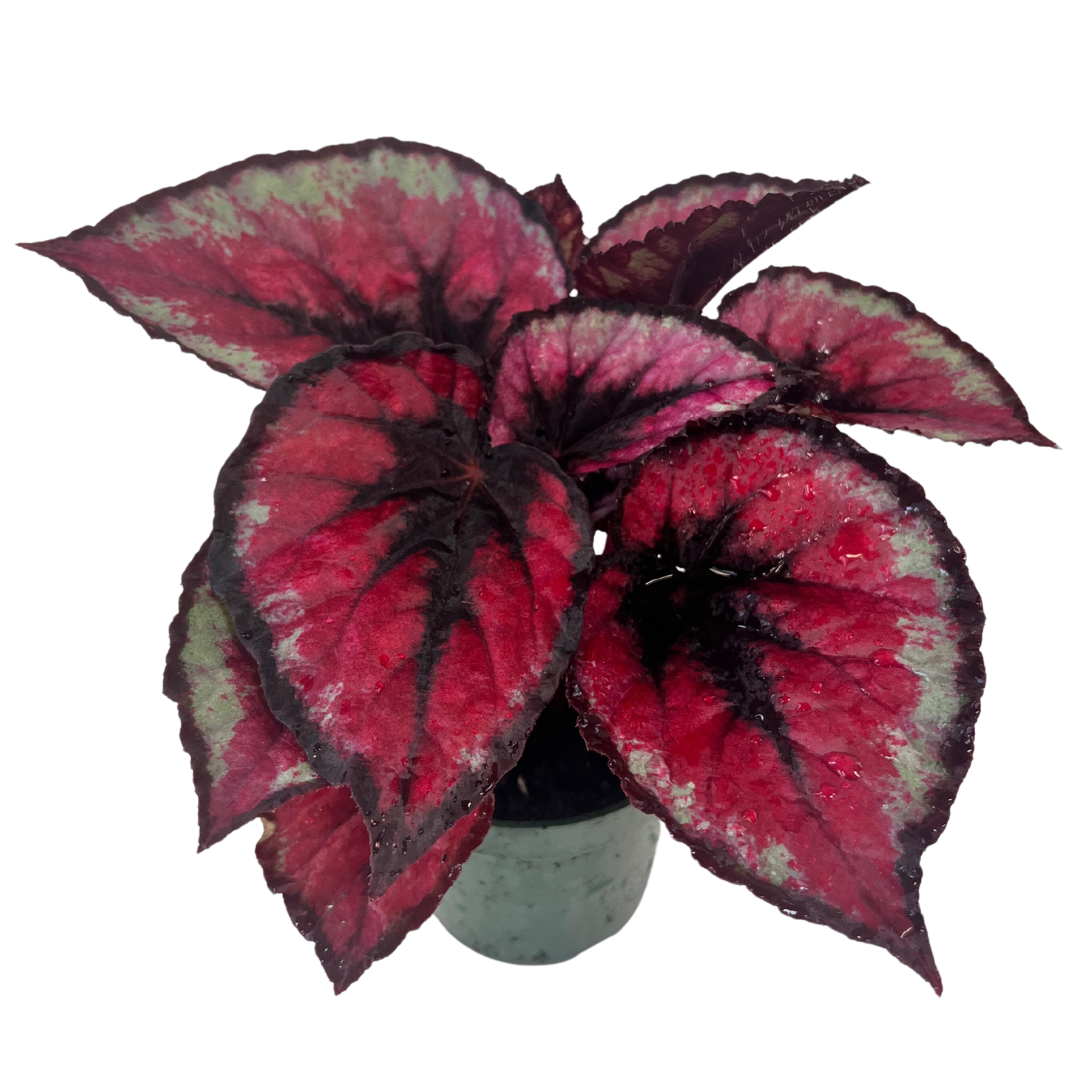 4" Begonia Red Kiss