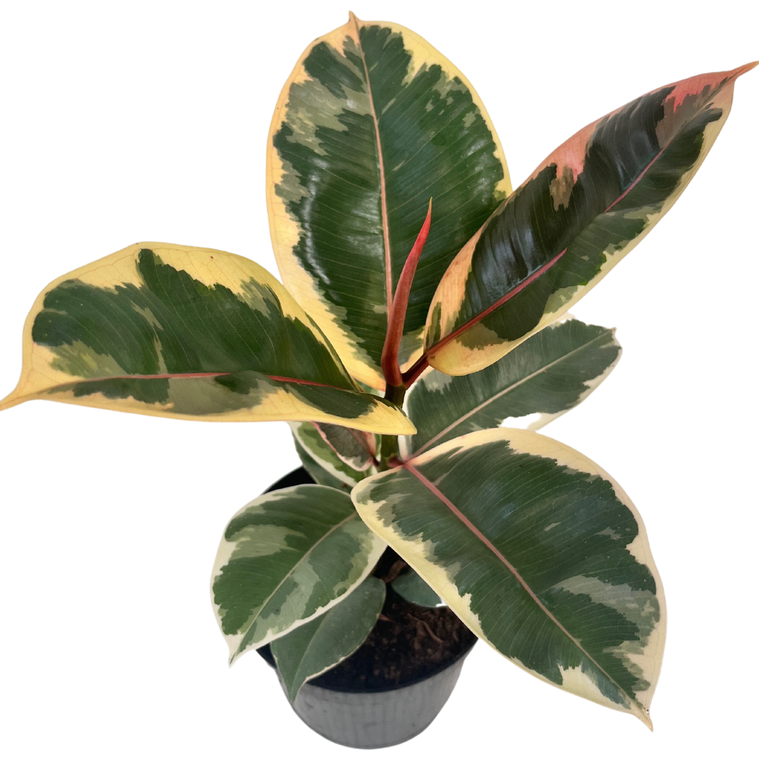 6" Ficus Tineke