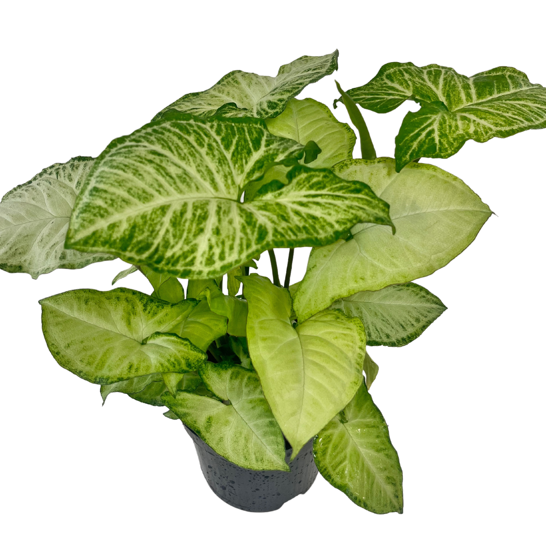 6" Syngonium White Butterfly