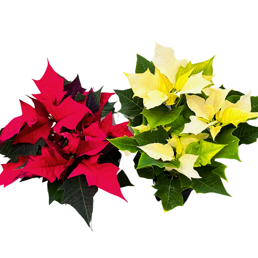 4" Pointsettia