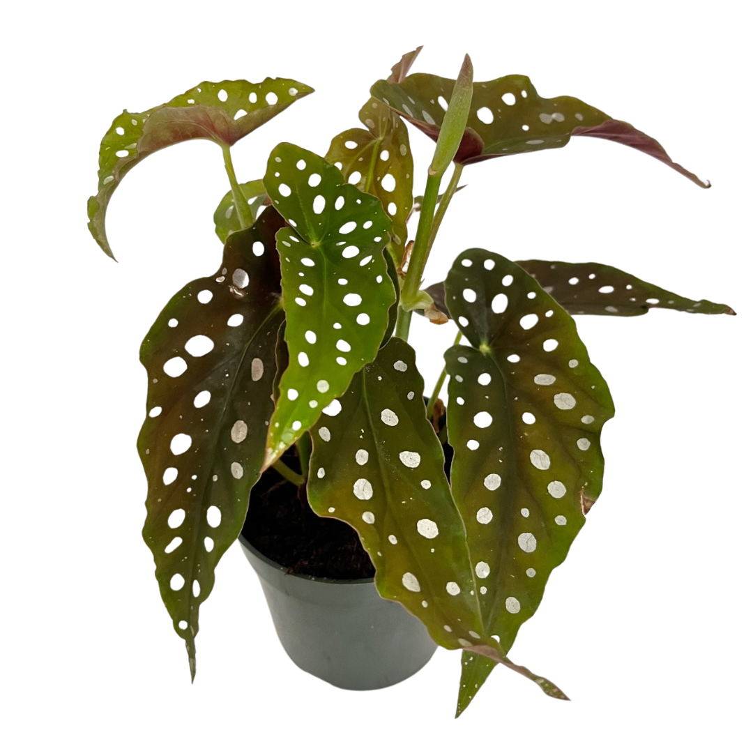4" Begonia Maculata
