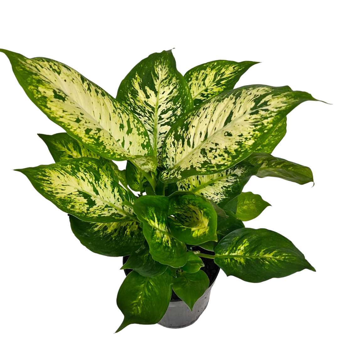 6" Dieffenbachia Amy