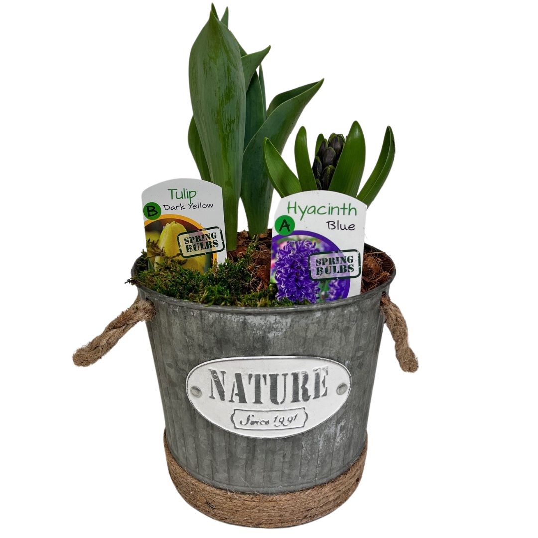 Nature Tin Bulb Planter