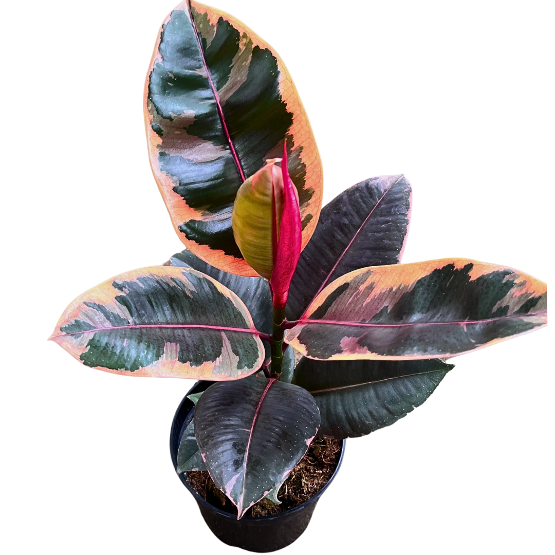 6" Ficus Ruby