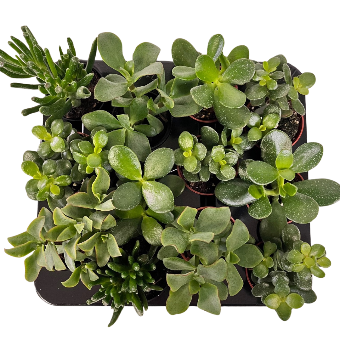 2.5" Succulents Crassula Mix (Pack 12)