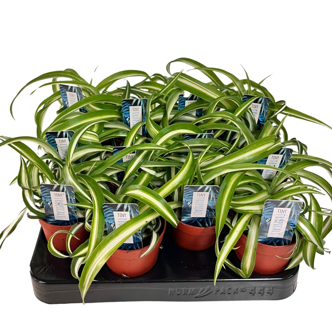 3" Tiny Curly Spider Plant (Pack 12)