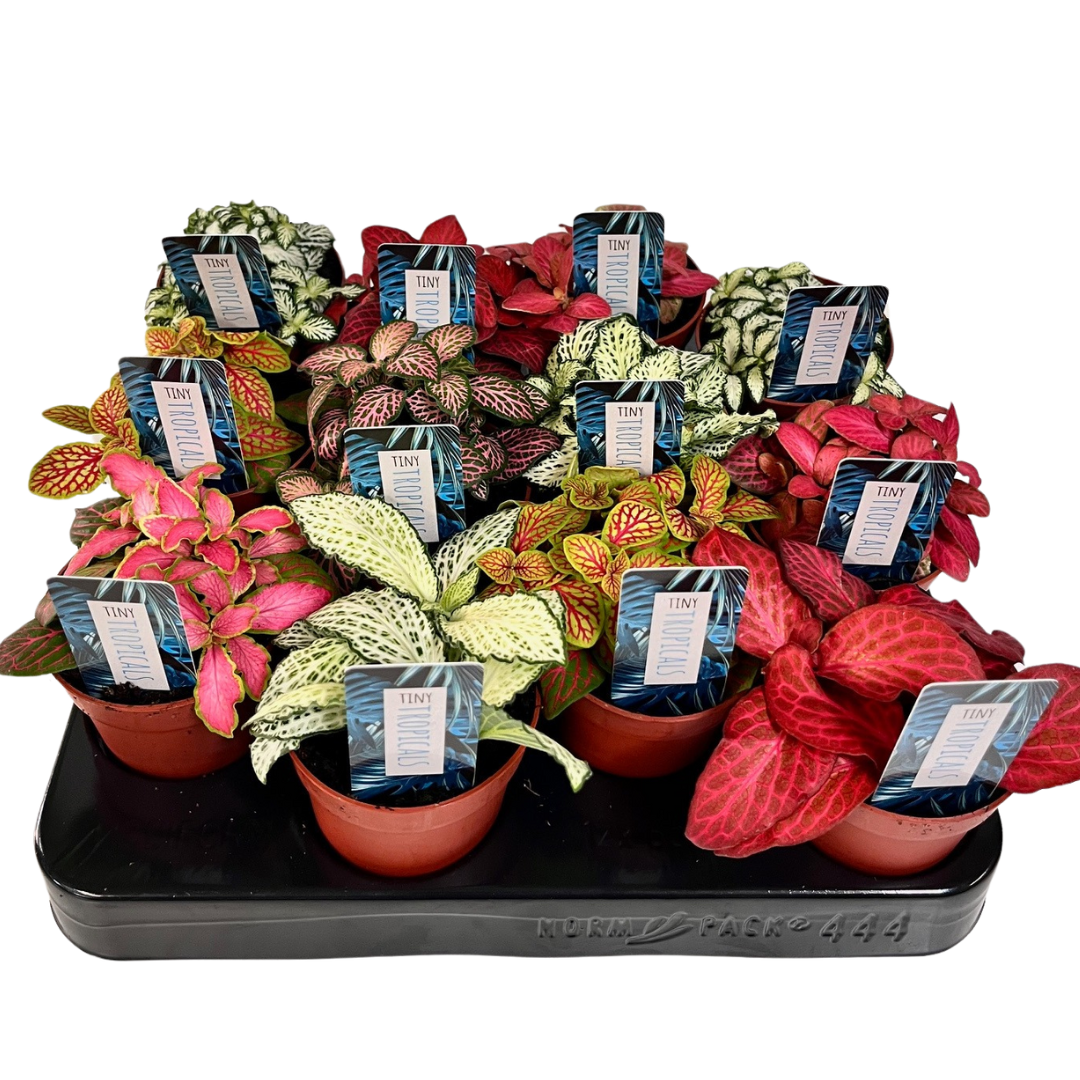 3" Tiny Fittonia Assorted (Pack 12)