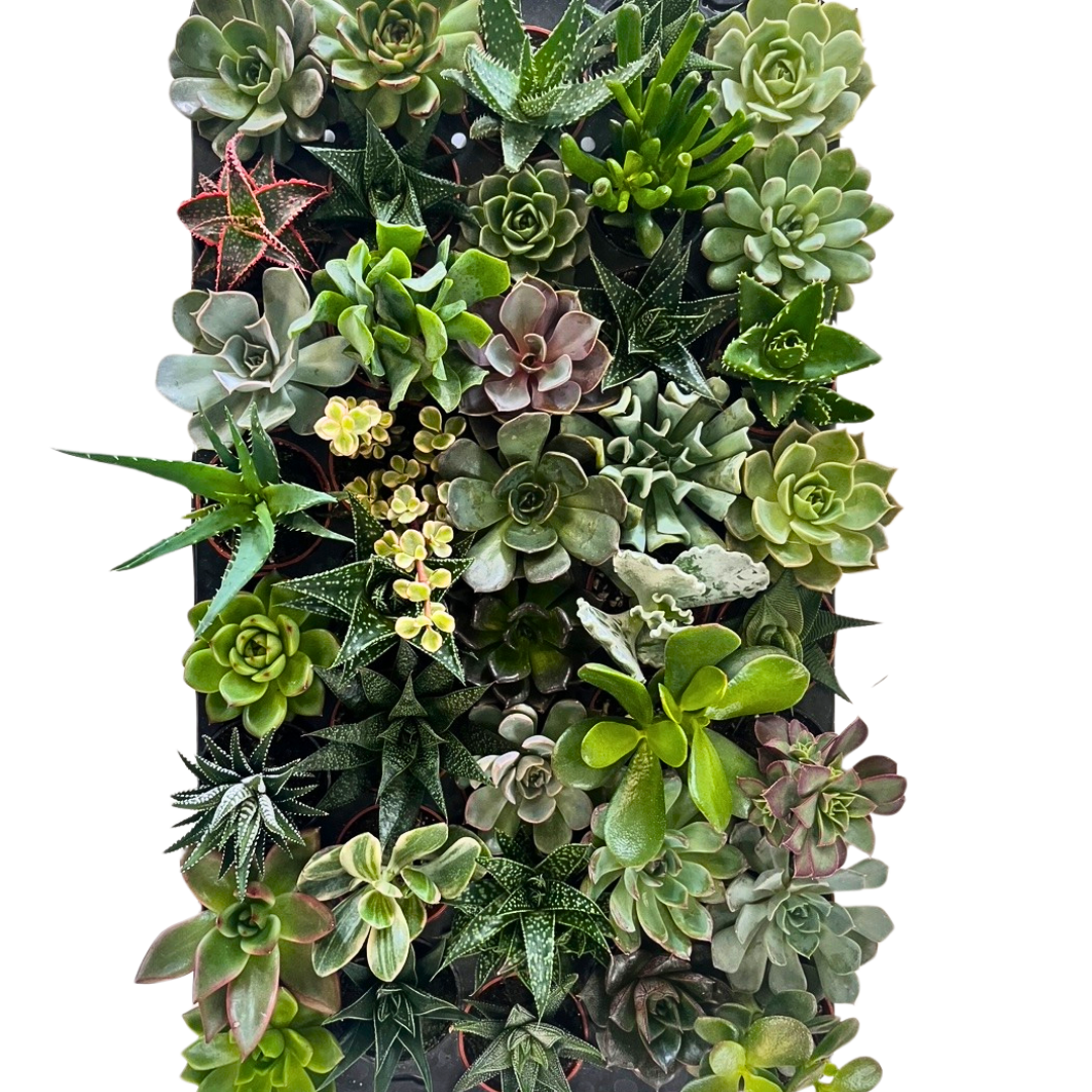 2.5" Succulent Super Mix (Pack 40)