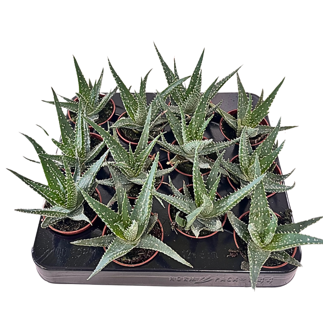 2.5" Aloe Arborescens (Pack 12)