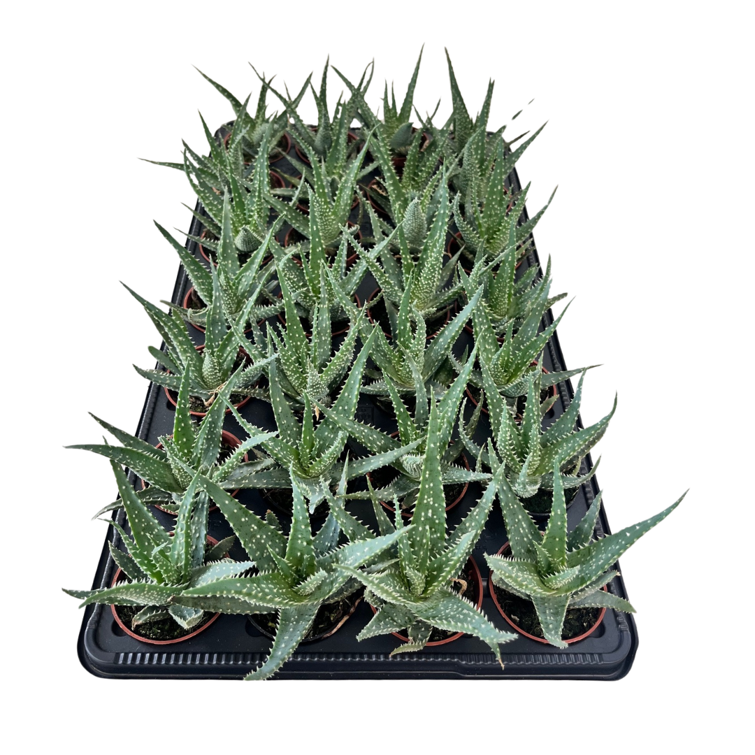2.5" Aloe Arborescens (Pack 28)