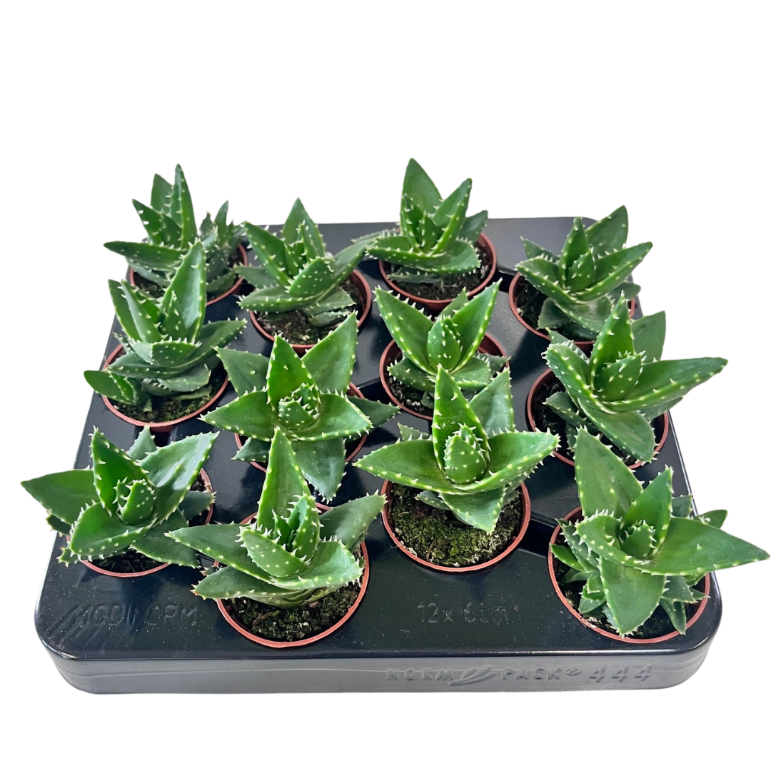 2.5" Aloe Mitriformis (Pack 12)