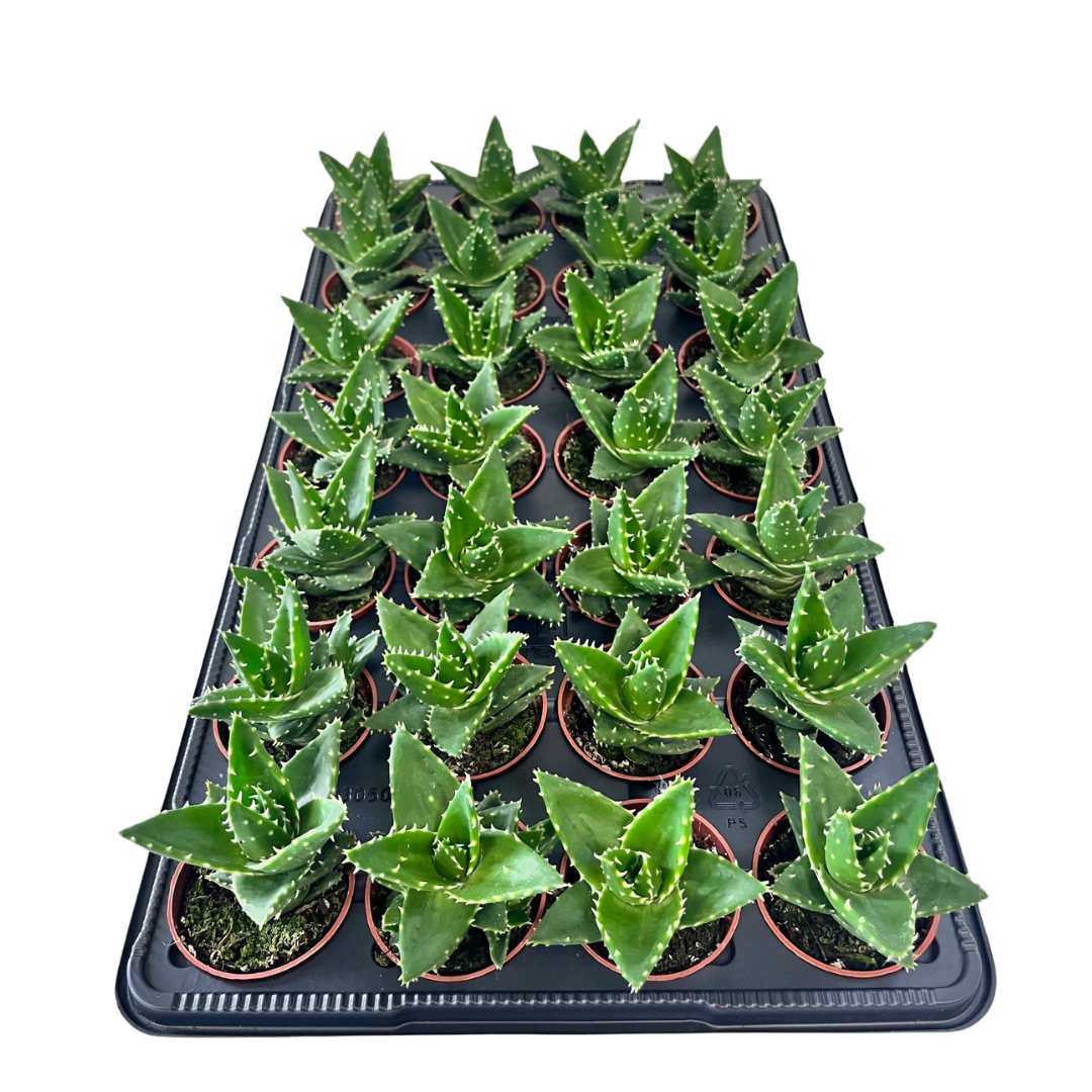 2.5" Aloe Mitriformis (Pack 28)