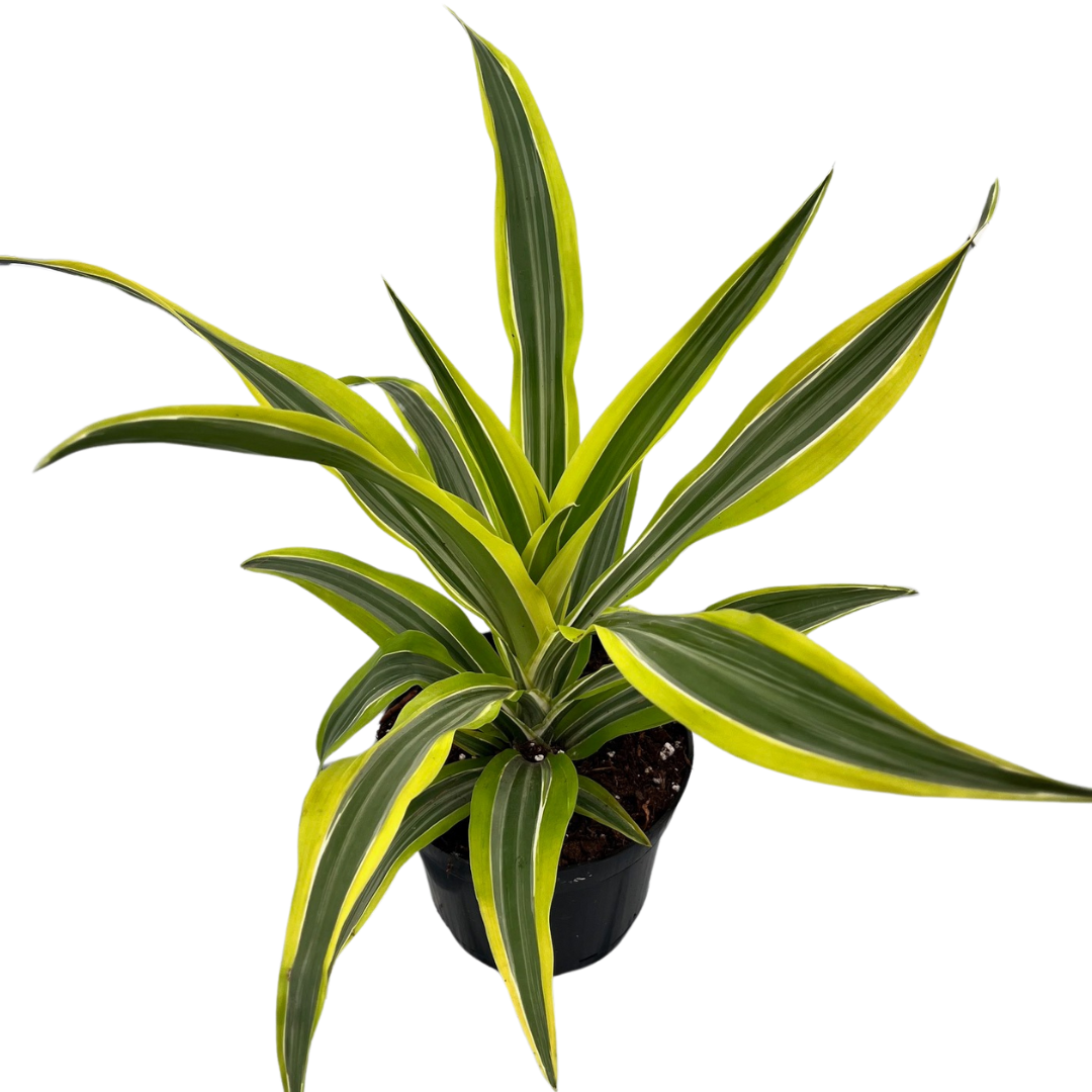 6" Dracena Lemon Lime