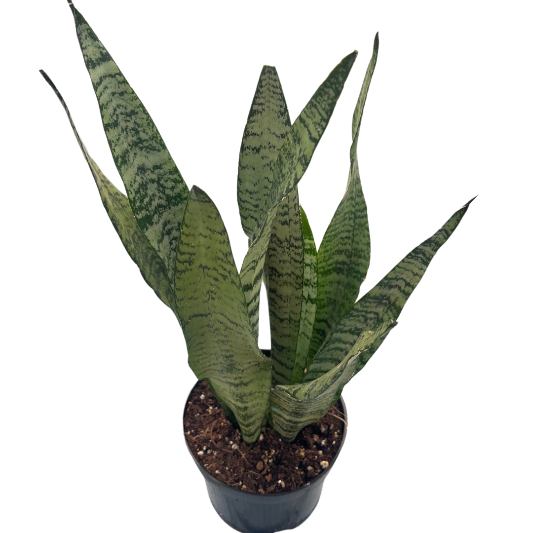 6" Sansevieria Zeylanica