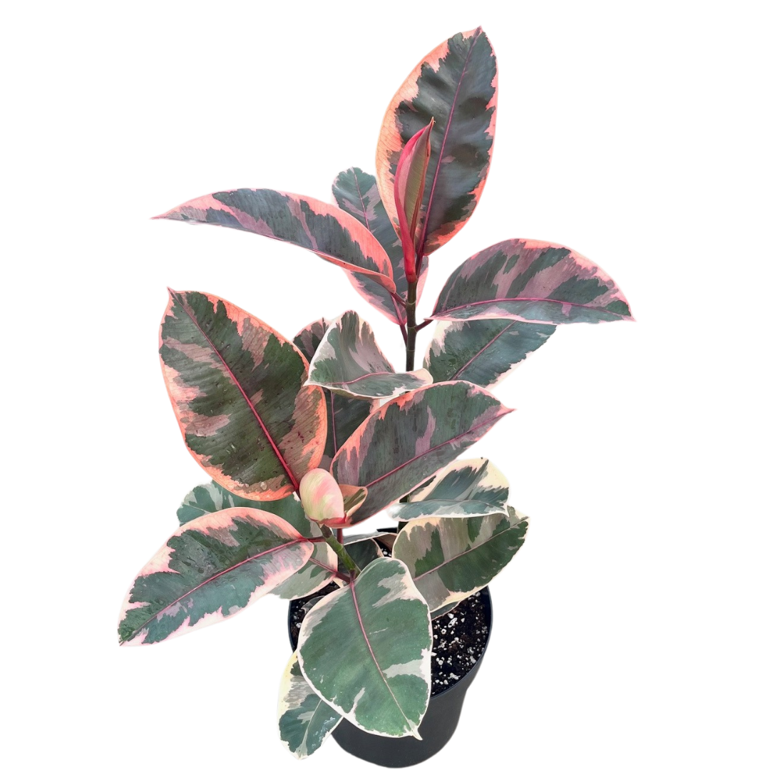 8" Ficus Ruby