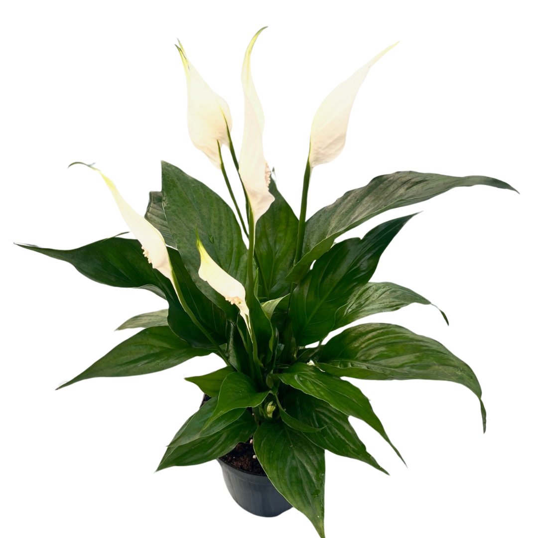 6" Peace lilly