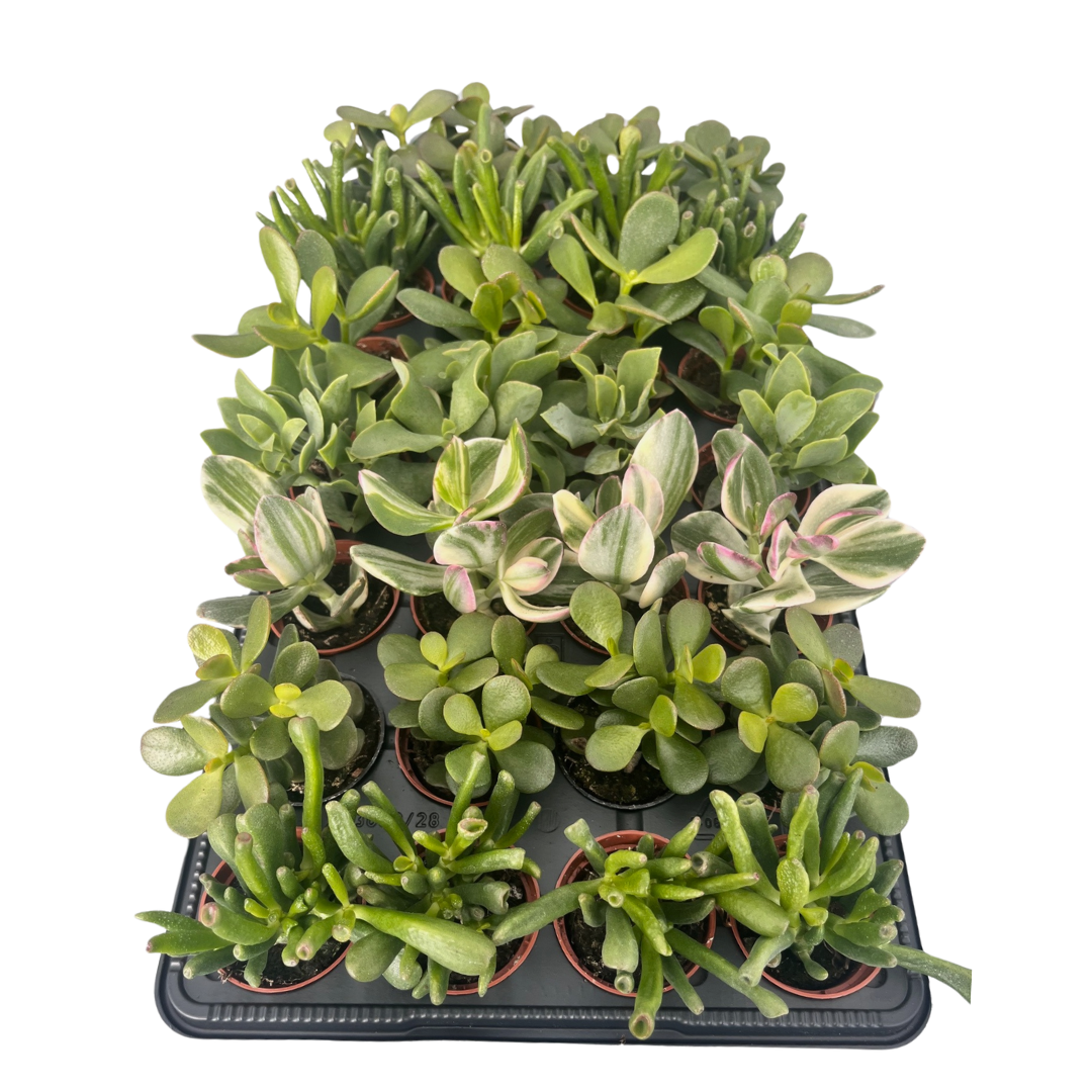 2.5" Crassula Mix (Pack 28)