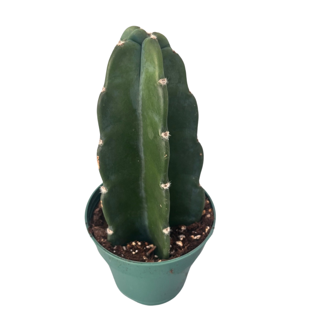 4" Cuddly Cactus