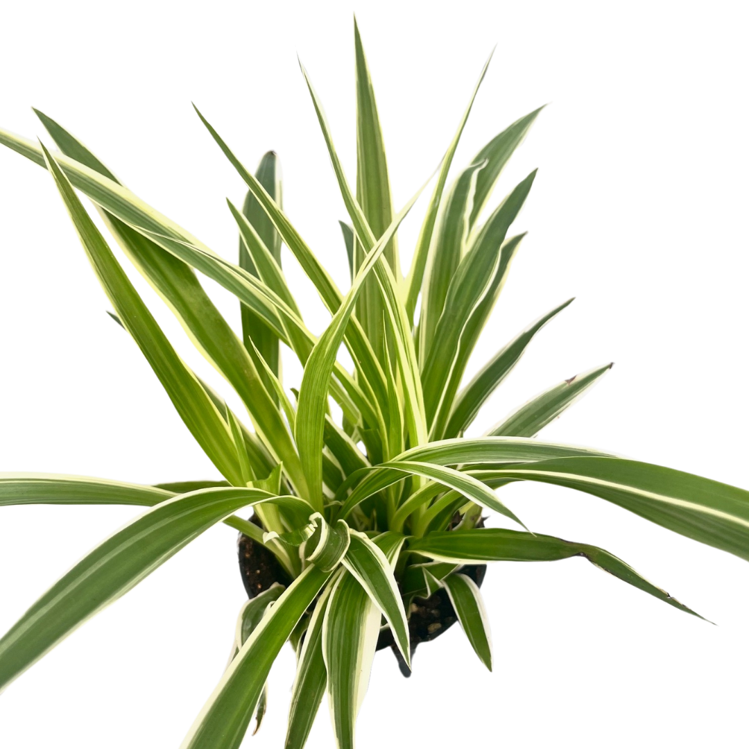 4"  Spider Plant Variegated