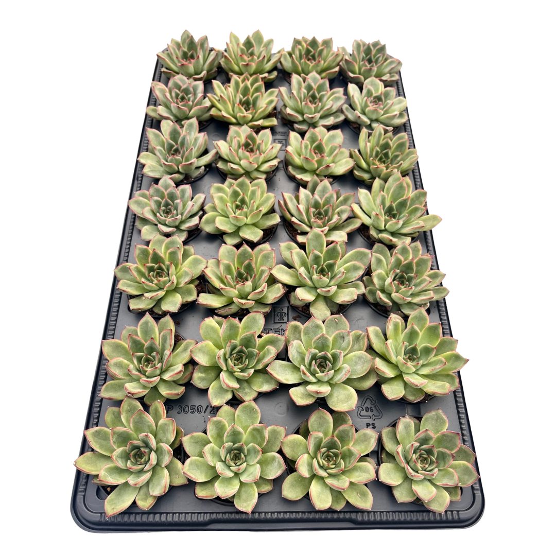 2.5" Echeveria Skater (Pack 28)