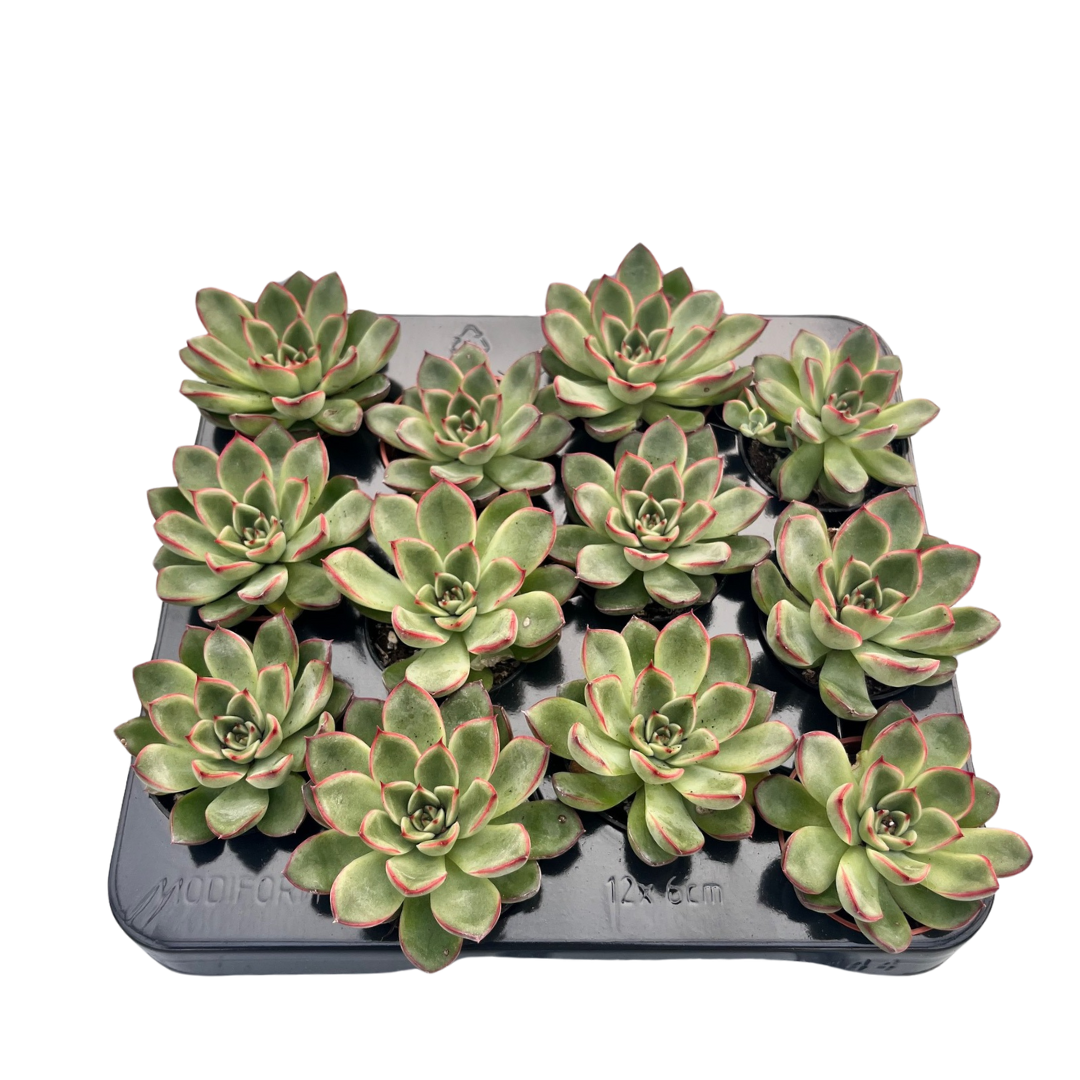 2.5" Echeveria Skater (Pack 12)