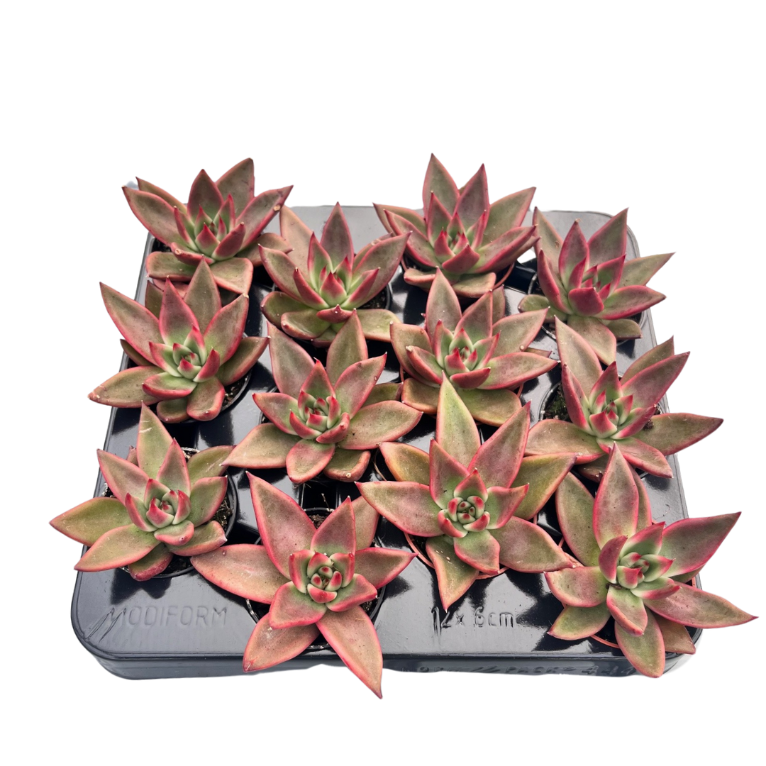 2.5" Echeveria Antares (Pack 12)