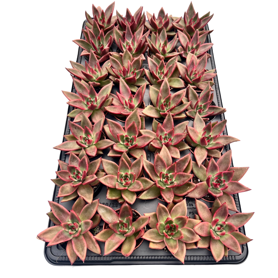 2.5" Echeveria Antares (Pack 28)