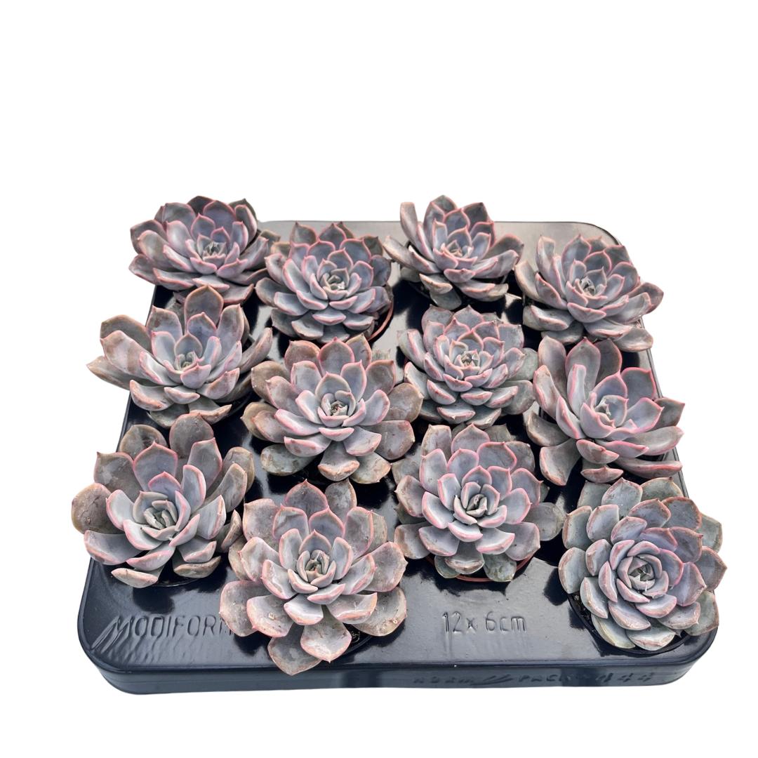 2.5" Echeveria Orion (Pack 12)