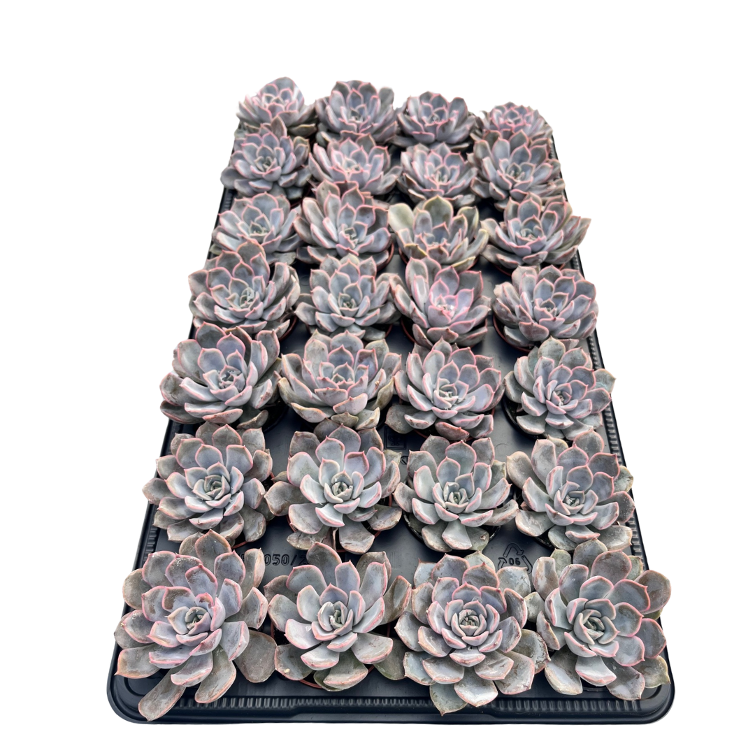 2.5" Echeveria Orion (Pack 28)