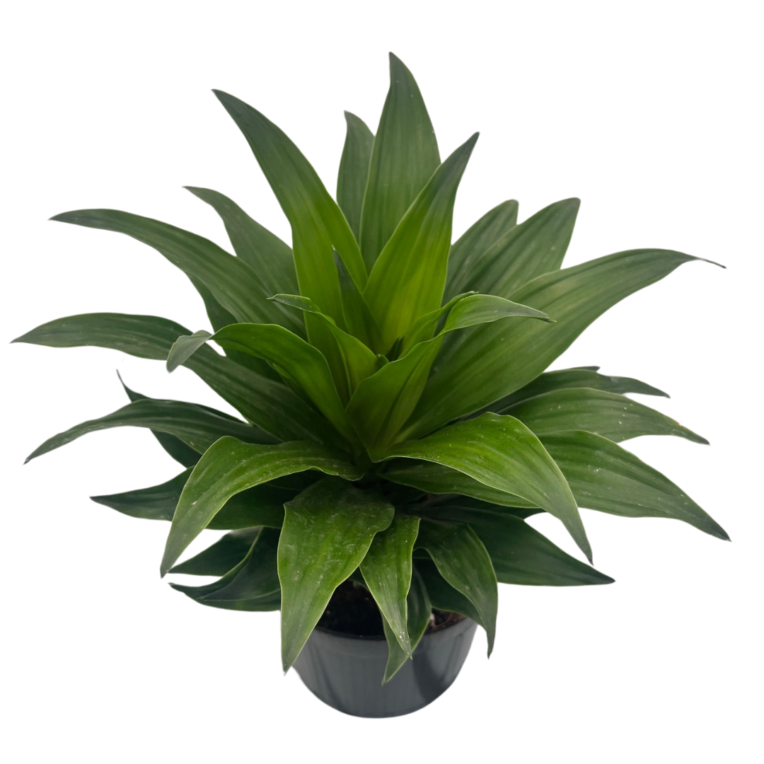 6" Dracena Janet Craig