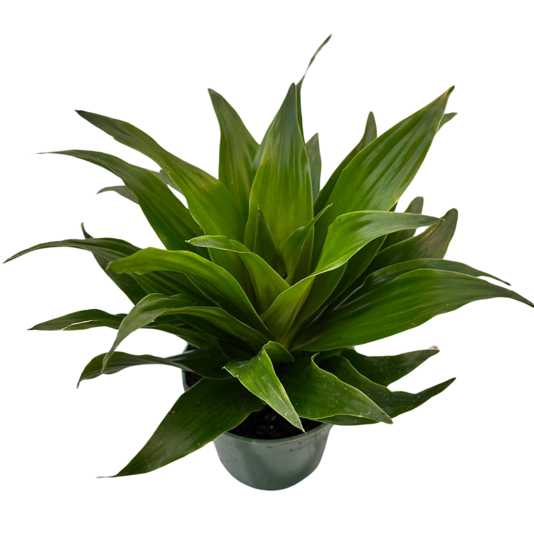 4" Dracena Janet Craig