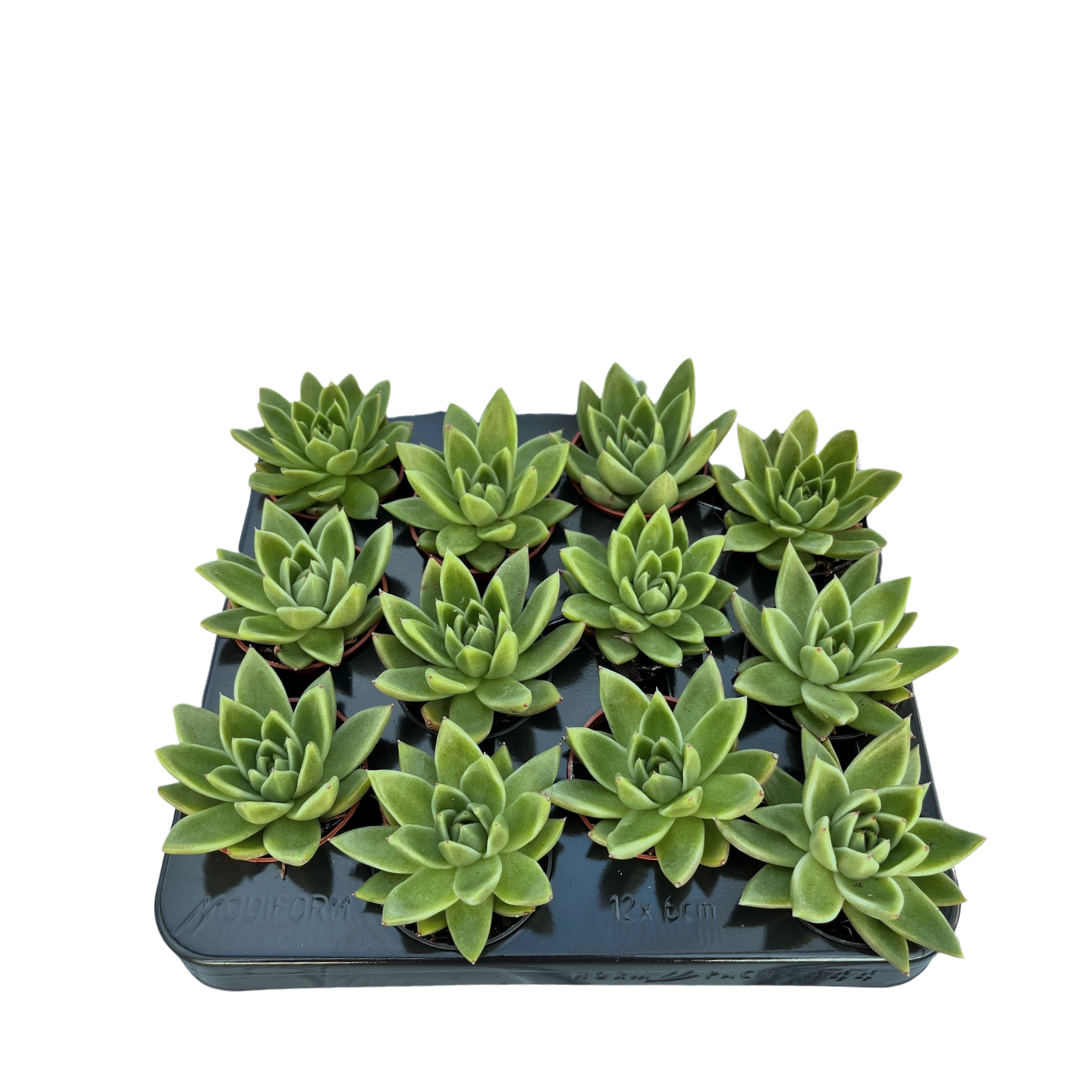 2.5" Echeveria Agavoides (Pack 12)