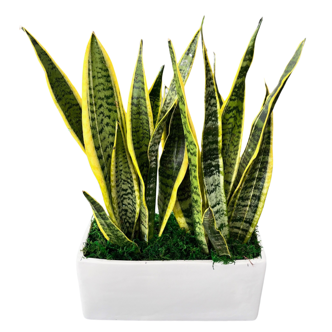 Large White Rectangle Sansevieria Planter