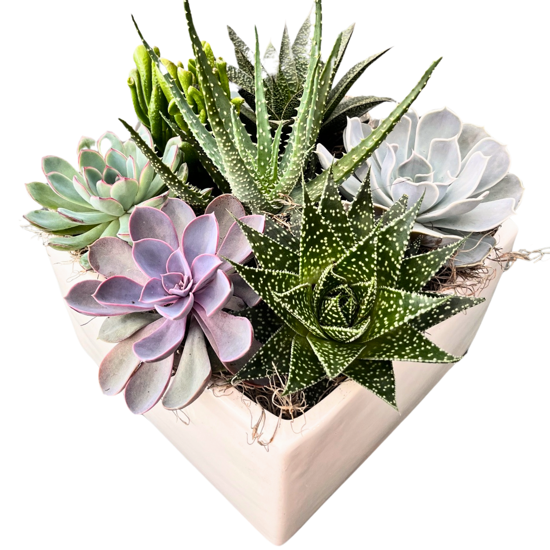 Xl White Square Succulent Planter