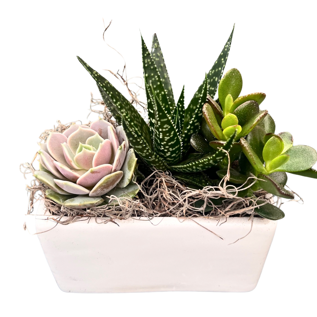 Small White Rectangle Succulent Planter