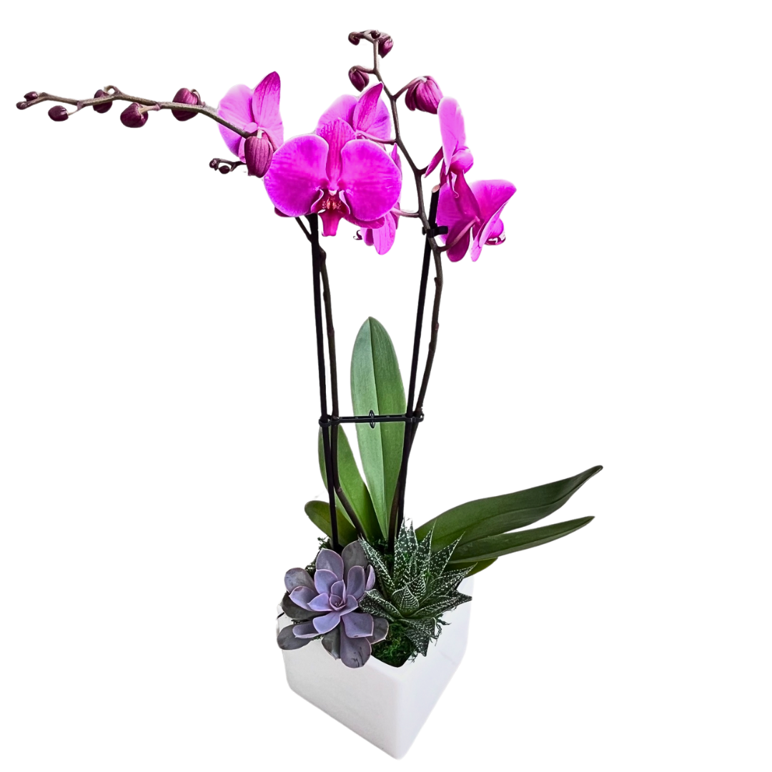 Large Square Orchid/Succulent Planter