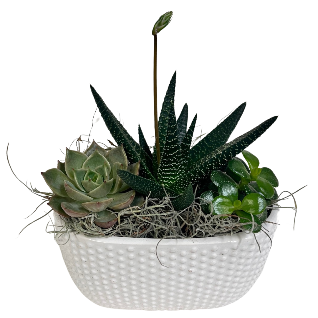 Dotted Oval Succulent Planter