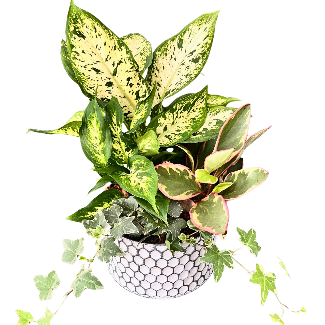 Medium Tin Honeycomb Tropical Planter