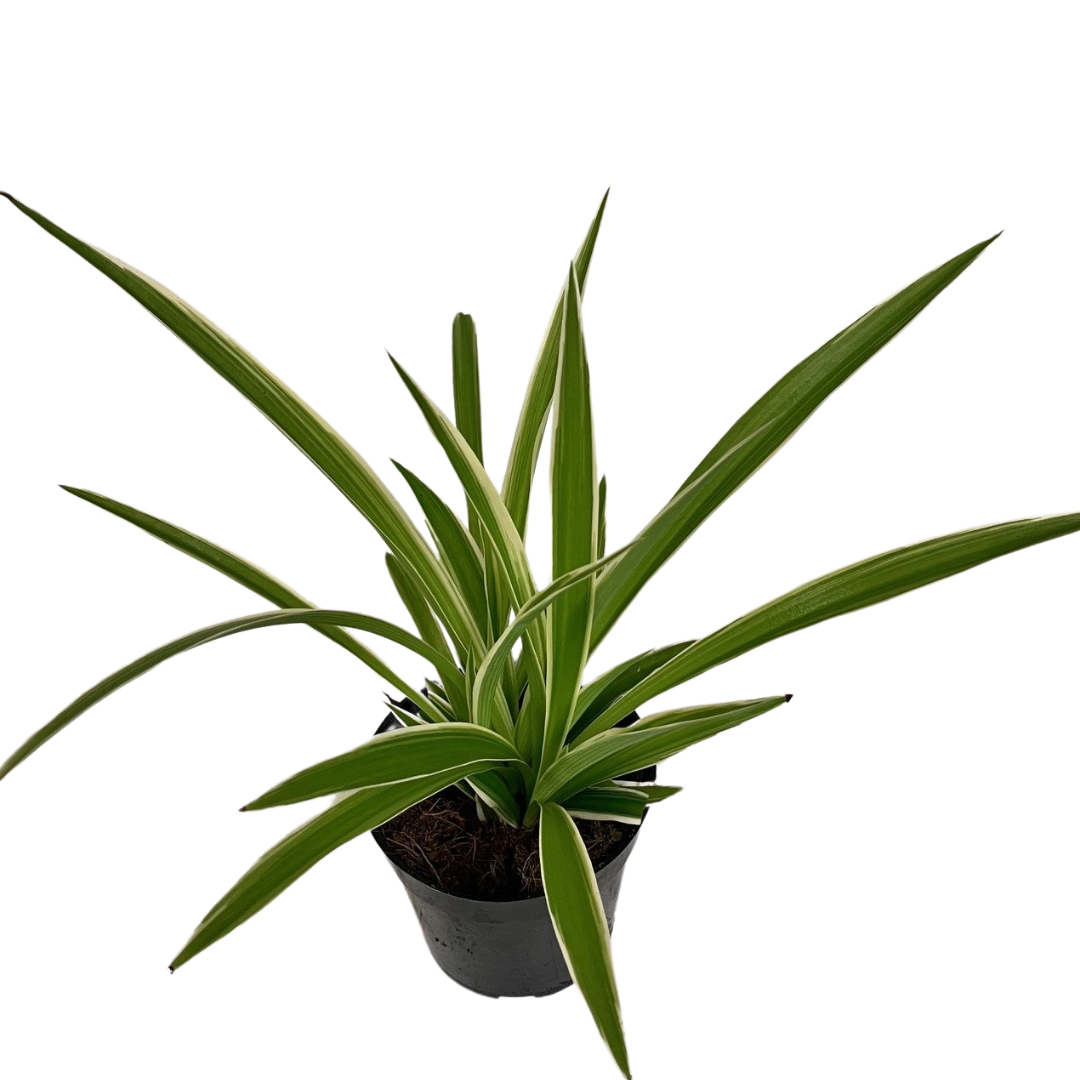 4"  variegated Spider Plant