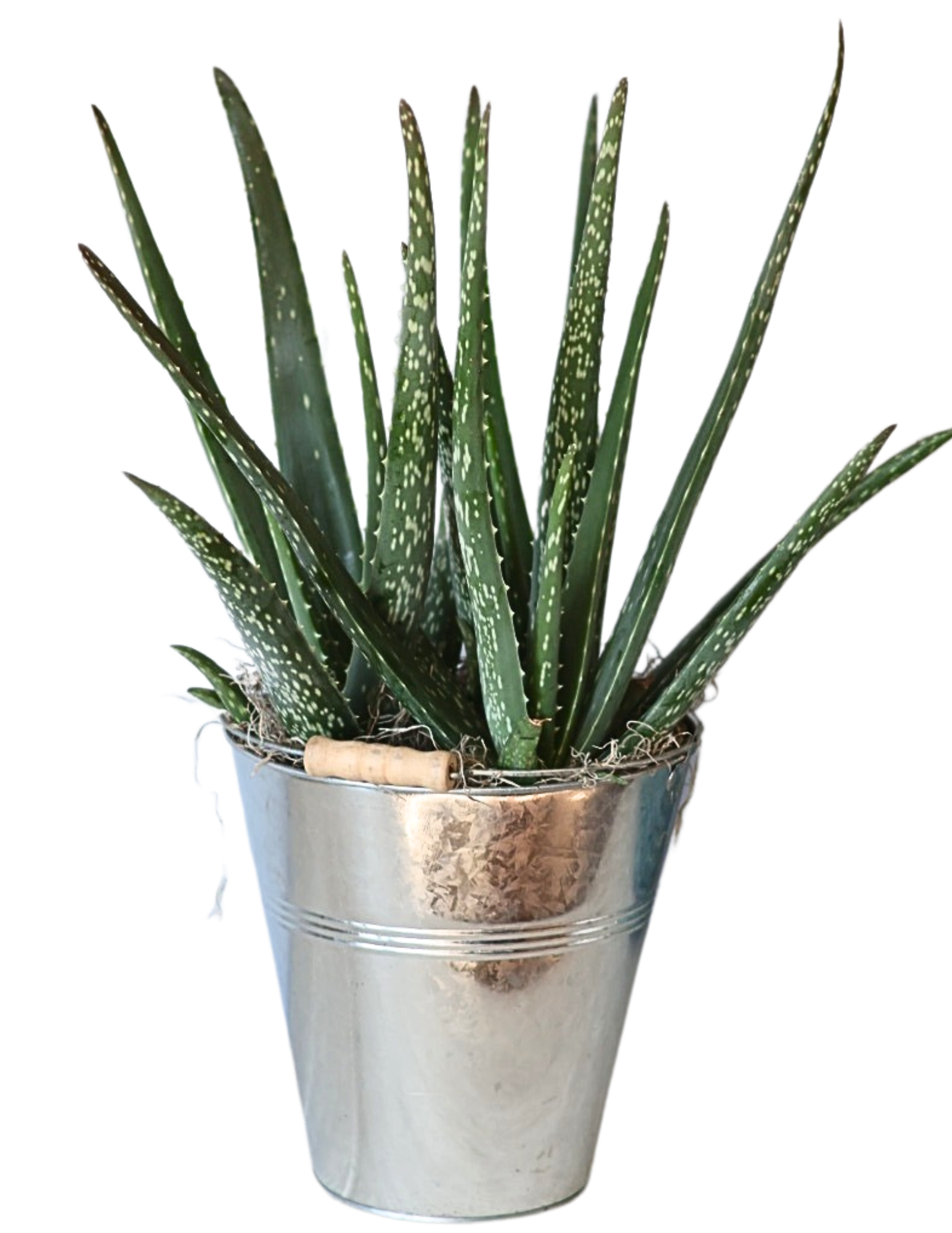 Large Aloe Vera Tin