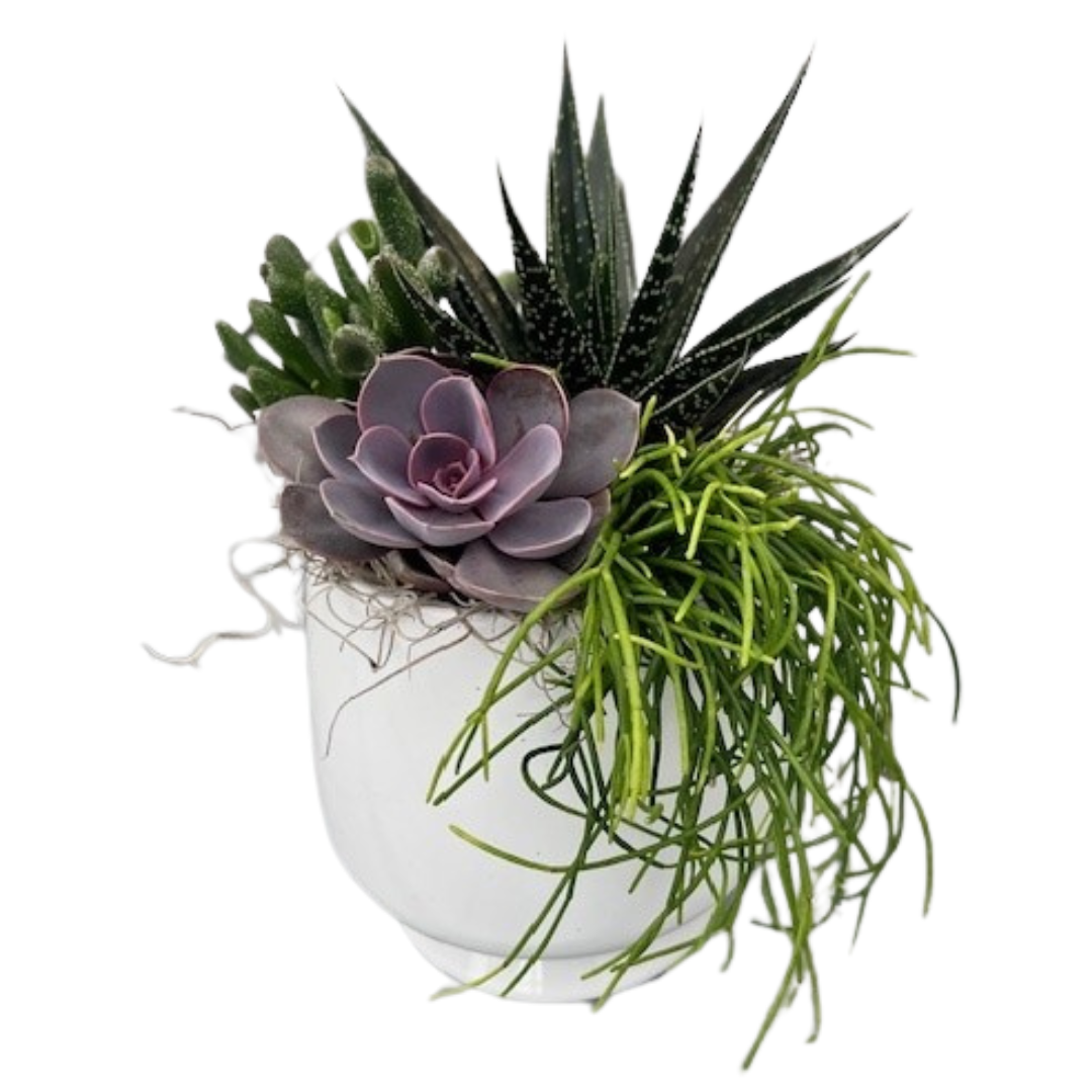 White Based Succulent Planter